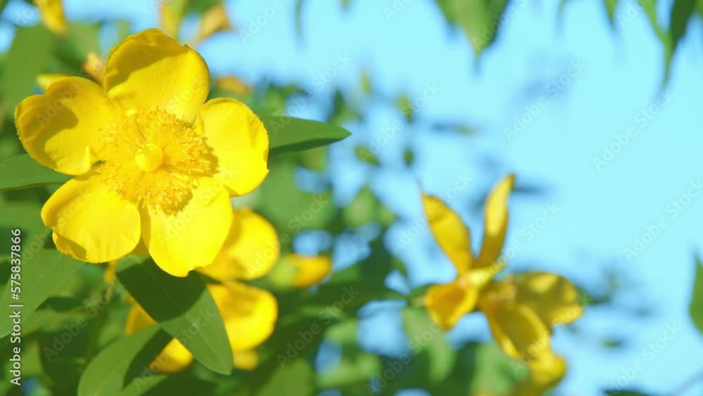 黄色い花 黄色い花