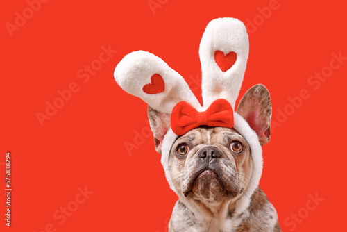 Funny French Bulldog dog wearing Easter bunny ear headband with hearts on red background