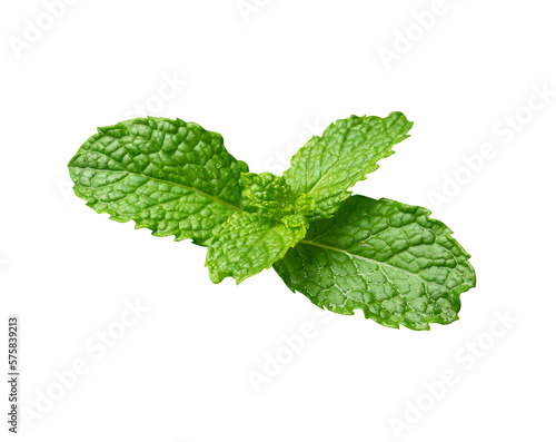 mint leaves isolated on white