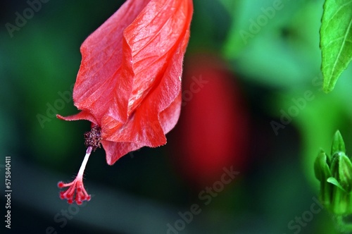 close up of a Chili Hibiscus blossom