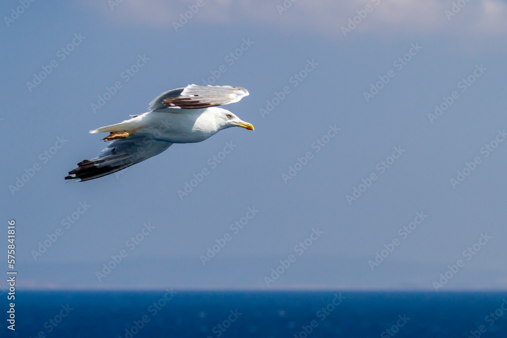 Beautiful seagull soaring in the blue sky
Beautiful seagull soaring in the blue sky