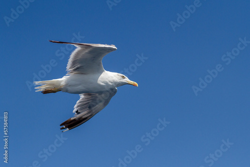 Beautiful seagull soaring in the blue sky  