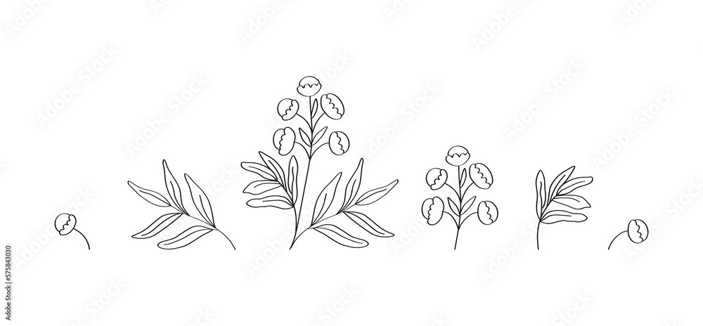 Botanical linear vector illustration of medical plant tansy. Wild flowers and herbs. Drawn by hand.