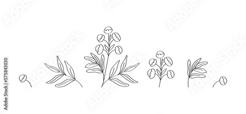 Botanical linear vector illustration of medical plant tansy. Wild flowers and herbs. Drawn by hand.