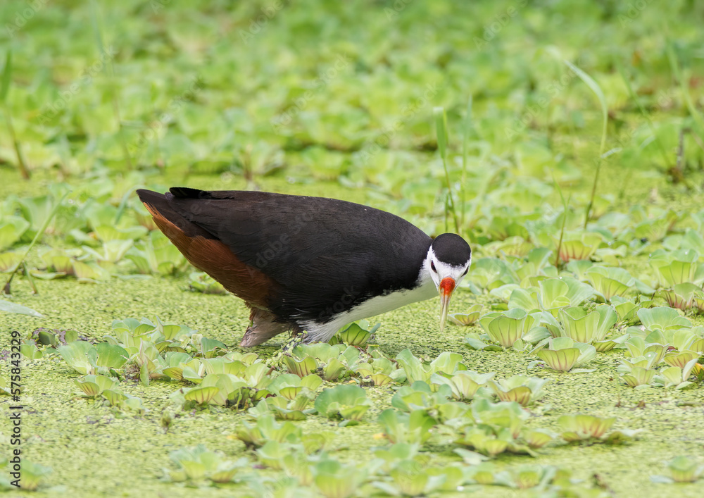 white-breasted waterhen (Amaurornis phoenicurus) waterbird of rail and ...