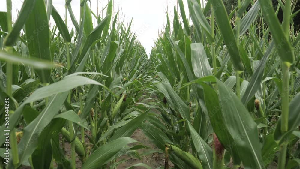 Tracking shot down a row of corn in a field Tracking shot down a row of corn in a field