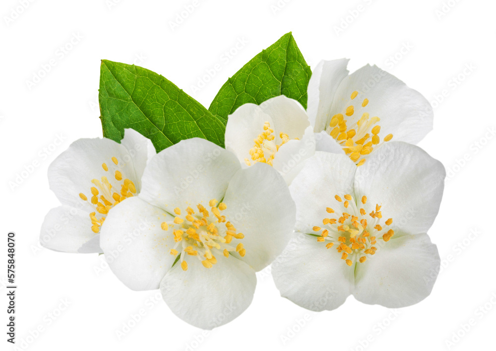 Jasmine flowers with leaves isolated. PNG transparency	