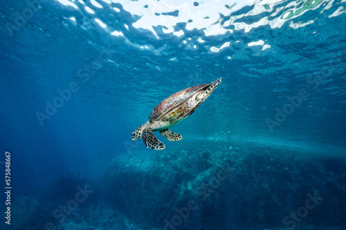Hawksbill Turtle in the crystal blue ocean swimming close to water surface. Adorable marine life behavior. Sea turtle conservation concept