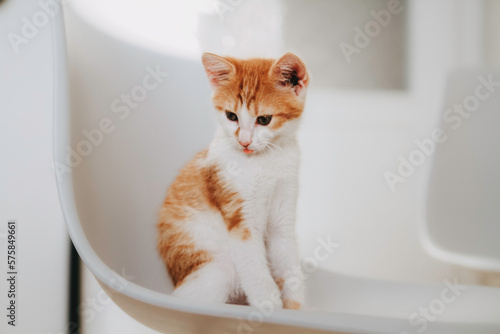 Cute sunny ginger kitten on a white background with beautiful eyes