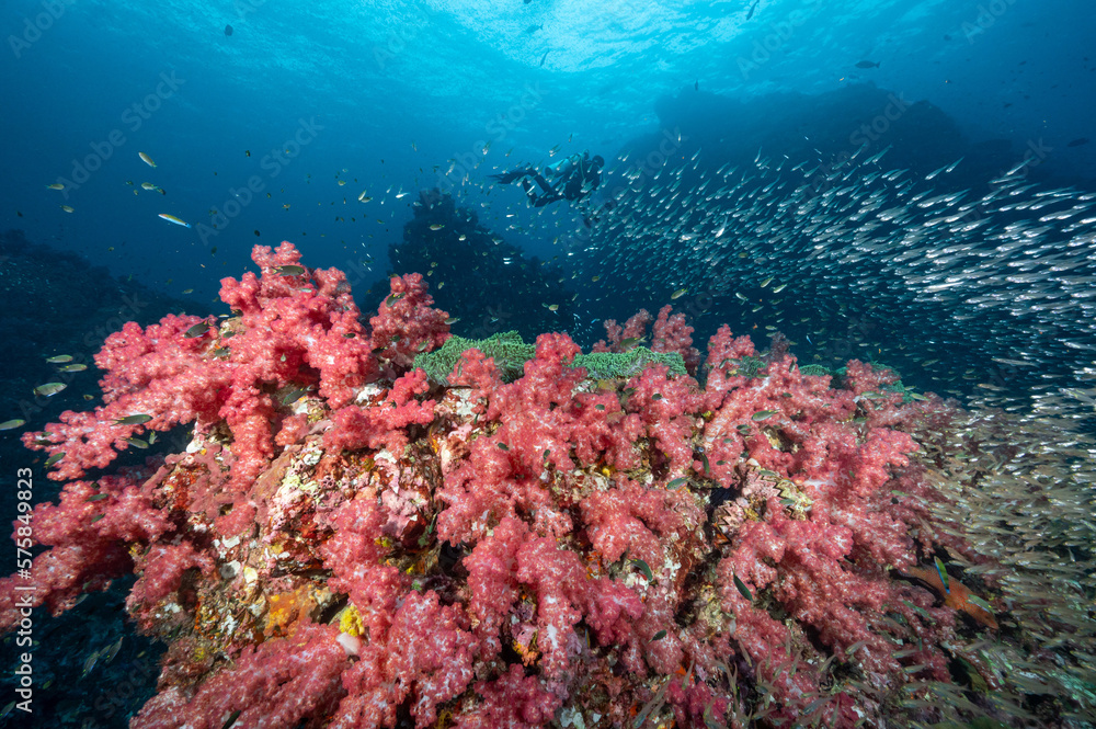 Obraz premium Beautiful pink soft coral reef and school of fish at Richelieu Rock, a famous scuba diving dive site of North Andaman. Stunning underwater landscape in Thailand.