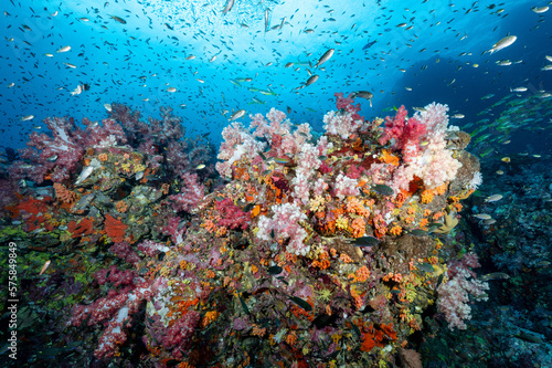 Beautiful colorful soft coral reef and marine life at Richelieu Rock  a famous scuba diving dive site of North Andaman. Exotic underwater landscape in Thailand.