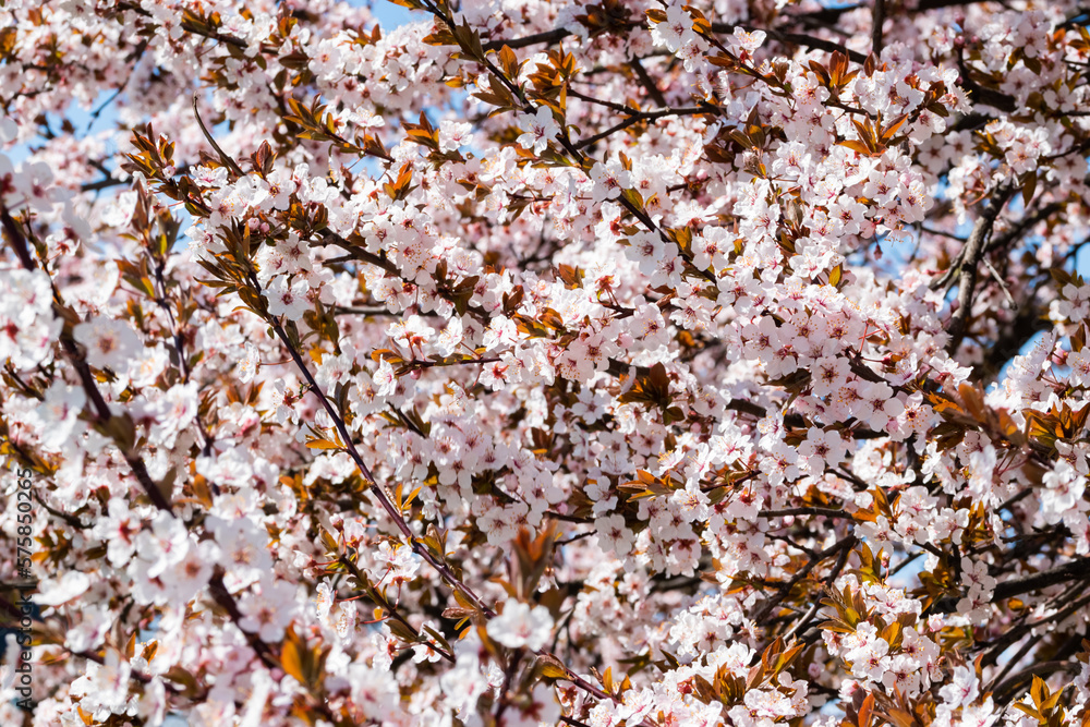 Blooming cherry tree in springtime. Season specific. Blooming cherry tree in springtime. Season specific.