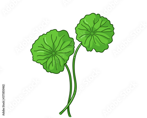 Leaf of Gotu kola, Asiatic pennywort, Indian pennywort on white background, herb and medical concept, Vector illustration