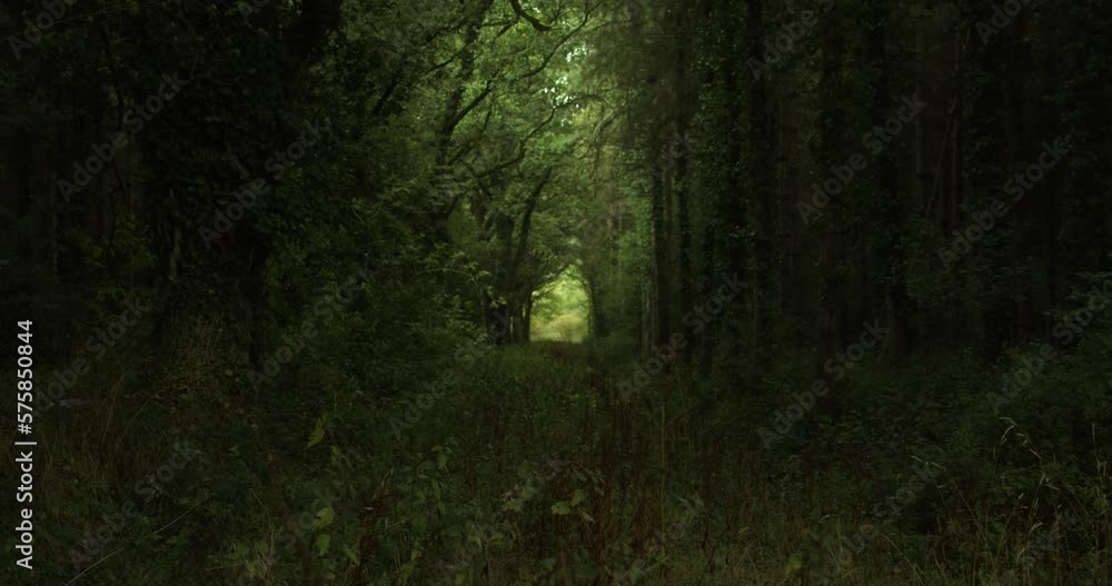 Rack Focus Through Beautiful Tunnel of Green LushTrees in a Forest Rack Focus Through Beautiful Tunnel of Green LushTrees in a Forest