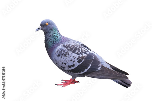 Full body of pigeon or gray dove isolated white background