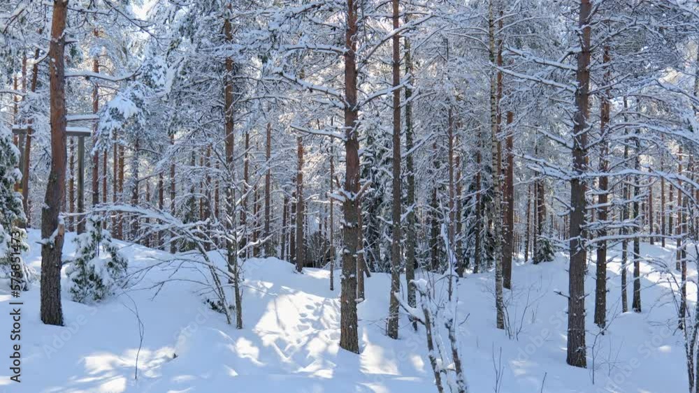 Beautiful winter forest scenery with everything covered in snow. Shot in Finland. Beautiful winter forest scenery with everything covered in snow. Shot in Finland.