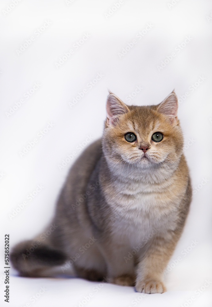 shorthair cat shorthair cat