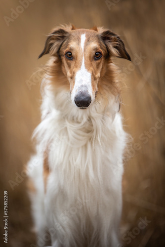 Borzoi dog portrait 