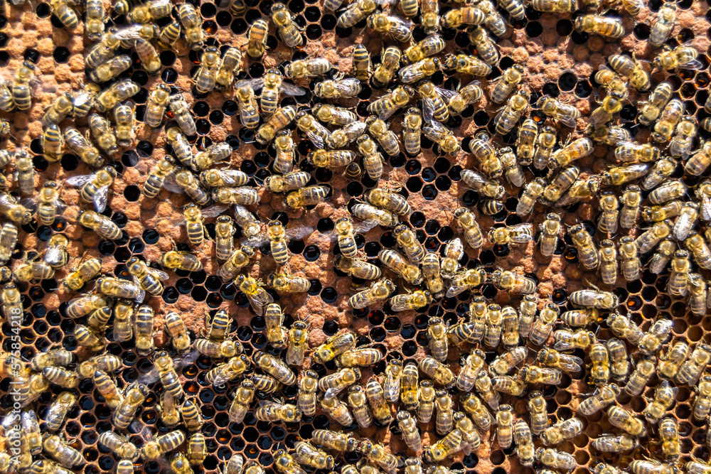 Abstract hexagon structure is honeycomb from bee hive filled Abstract hexagon structure is honeycomb from bee hive filled