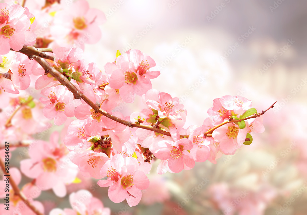 Horizontal banner with Japanese Quince flowers (Chaenomeles japonica) of pink color on sunny backdrop. Nature spring background with a branch of blooming Quince