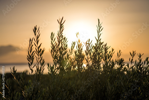 Sunrise in olive grove