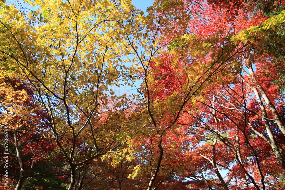 真っ赤な楓の紅葉が綺麗な秋の瑞宝寺公園(神戸市北区有馬町)