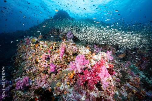Beautiful pink soft coral reef and school of fish at Richelieu Rock, a famous scuba diving dive site of North Andaman. Stunning underwater landscape in Thailand.