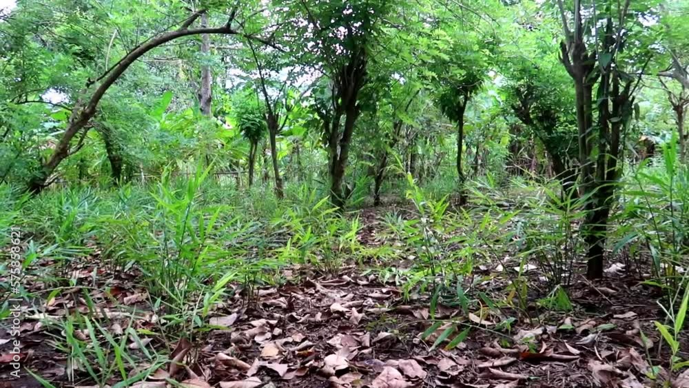 Panning shot of a lush green forest with different types of plantations growing in Zanzibar Panning shot of a lush green forest with different types of plantations growing in Zanzibar