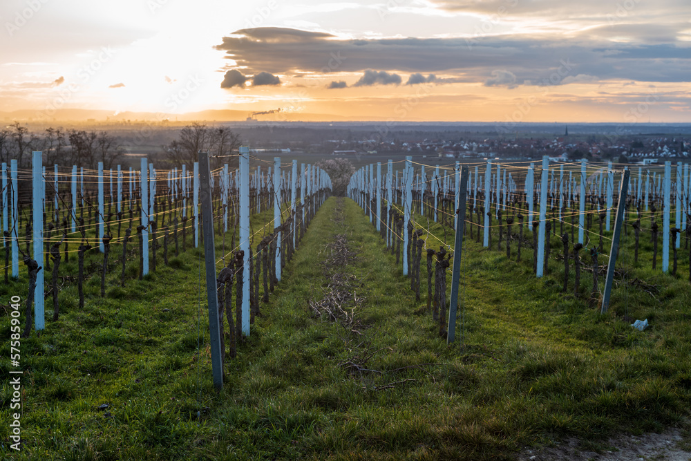 Obraz premium sunrise over a vineyard in spring