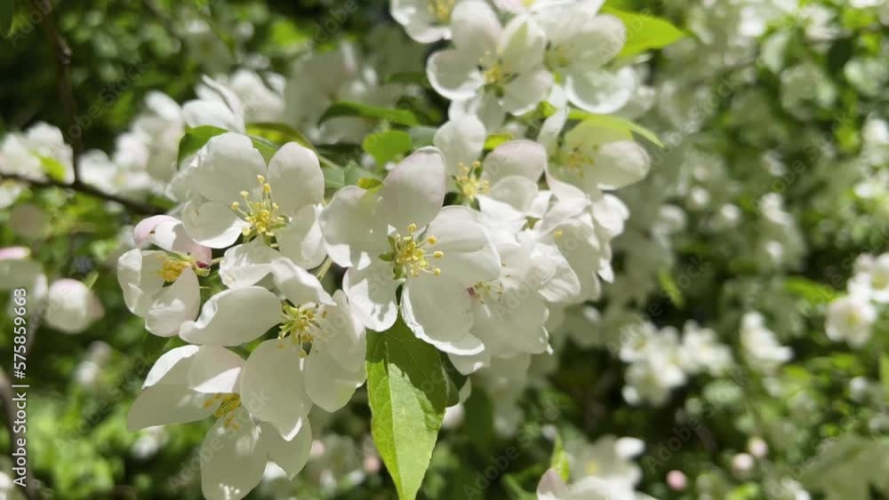 branches of a blooming Apple tree, white buds as a symbol of spring branches of a blooming Apple tree, white buds as a symbol of spring