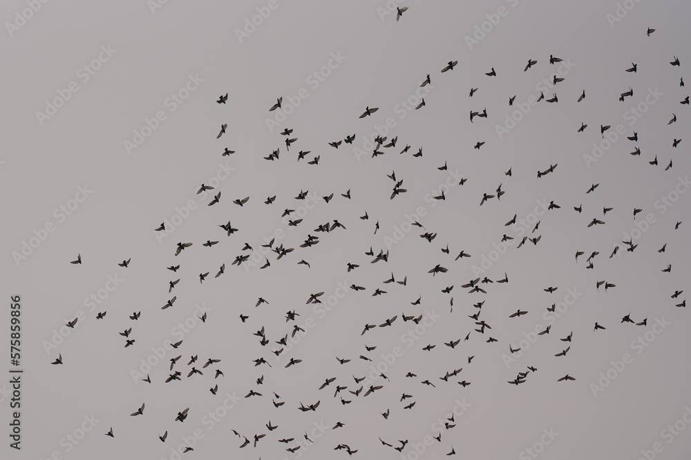 Schwarm von Tauben am Himmel Schwarm von Tauben am Himmel