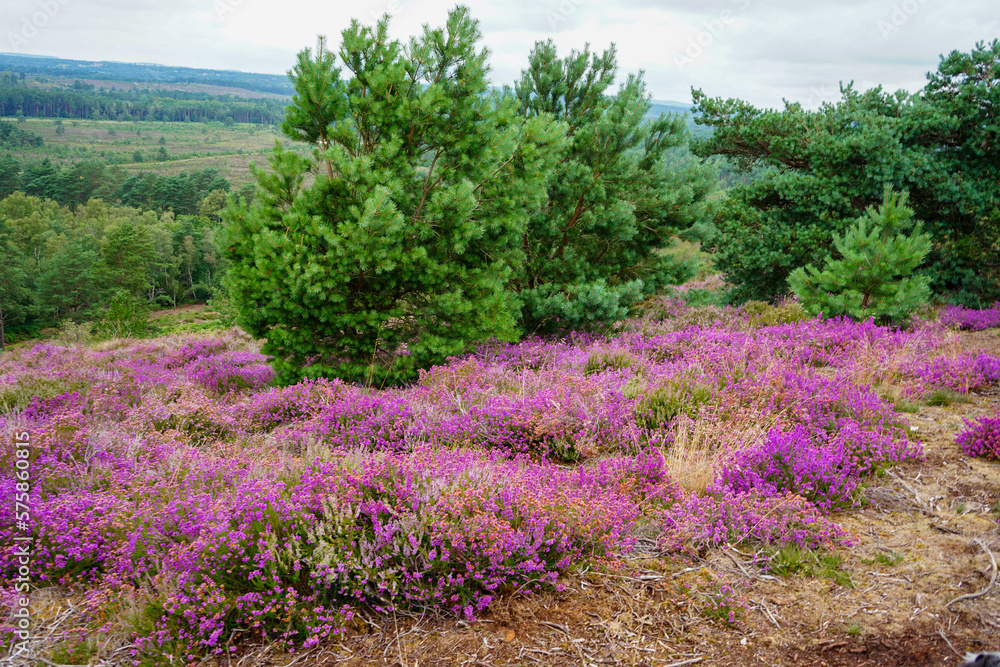 Naklejka premium Close up of purple heather growing in heathland