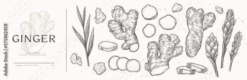 Big set of ginger roots whole and sliced. Hand drawn leaves and flowers of medicinal plant in vintage engraving style. Design element for culinary or medical products. Botanical illustration. photo
