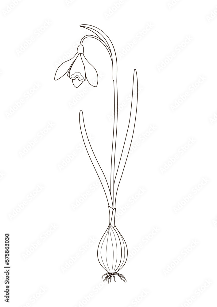 Schneeglöckchen Schema Skizze Ausmalbild Steckbrief Stock Vector Motiv 
