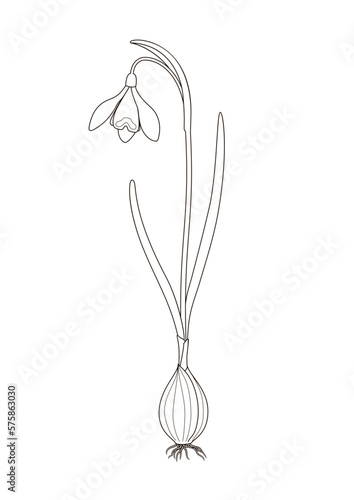 Schneeglöckchen Schema Skizze Ausmalbild Steckbrief
