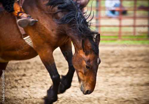 A bucking bronco at the Gardiner, Montana rodeo.
