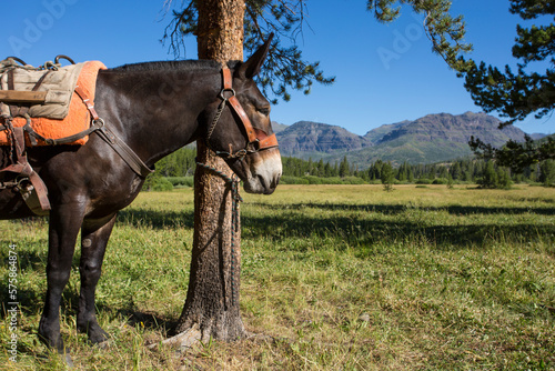 A pack mule tied to a tree in front of mountain meadow. photo