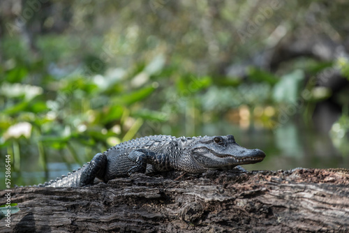An alligator on the wekiva river in Wekiwa springs state park. photo
