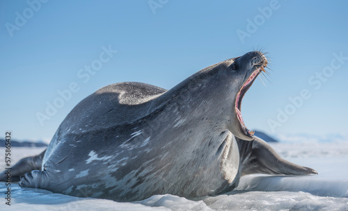 Weddell Seal on the sea ice of McMurdo Sound, Antarctica. photo