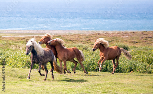 Horses run along the ocean bluff photo