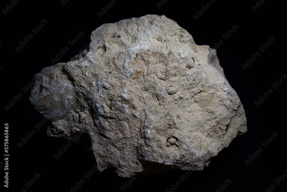 Fossil Stones from Millions of Years Ago Fossil Stones from Millions of Years Ago