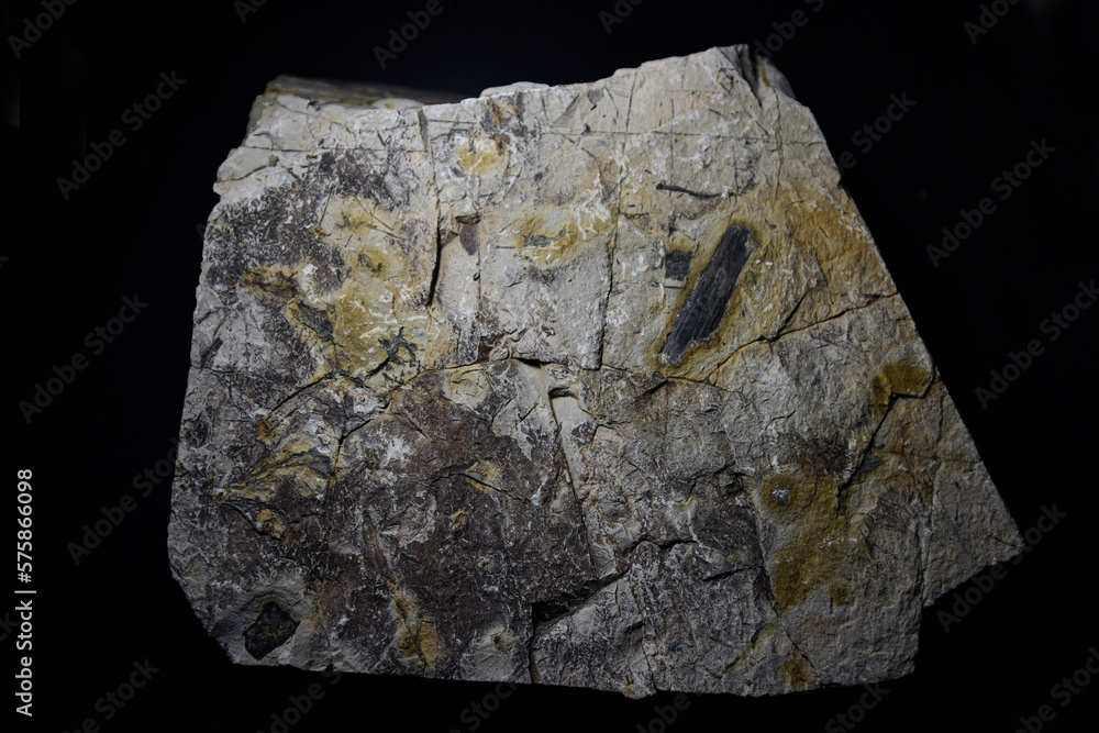 Fossil Stones from Millions of Years Ago Fossil Stones from Millions of Years Ago