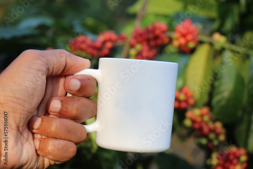 Coffee mug held in hand with coffee plant and growing coffee beans in the background. Concept of raw material to final consumer product