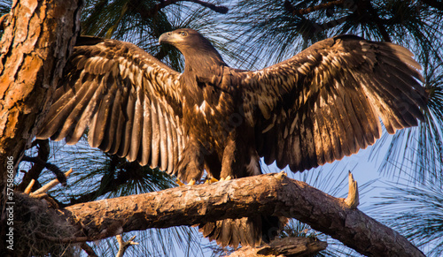 Bald eagle (Haliaeetus leucocephalus) fledgling perching on branch with spread wings photo