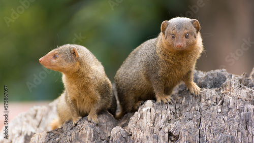 Close-up of a dwarf mongoose couple © David Daniel