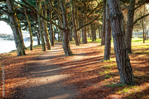Empty park with walkway and trees