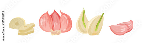 Garlic Cloves as Species of Bulbous Plant Vector Set