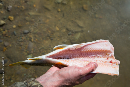 A man cleans a Lake Trout fish (Salvelinus namaycush) on Whitefish Lake in Whitefish, Montana. photo