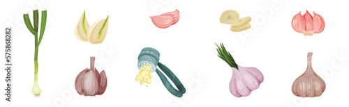 Garlic Cloves as Species of Bulbous Plant Vector Set