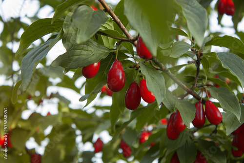 Cornus mas (cornel, Cornelian cherry, European cornel, Cornelian cherry dogwood) are hanging on a branch of fruit tree in the summer garden on a blurred background of greenery. Rich harvest, Close up